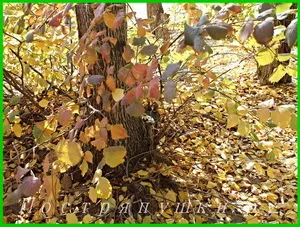 Цукровий пиріг - рецепт з фото (цукровий) Цукровий пиріг - рецепт з фото