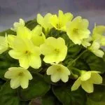 Сенполія в домашніх умовах догляд, пересадка, розмноження, грунт, все про квіти (домашніх) Сенполія в домашніх умовах догляд, пересадка, розмноження, грунт, все про квіти