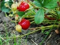 Секрети успішного вирощування полуниці на дачі, садівник (садиба) (полуниця вирощування дача) Секрети успішного вирощування полуниці на дачі, садівник (садиба)