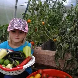 Насіння томатів від колекціонерів (насіння Лідії Ганзен) Насіння томатів від колекціонерів