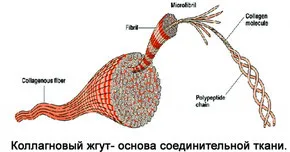 З чим їсти сир на сушінні сайт філіппичева алексея (сушці) З чим їсти сир на сушінні сайт філіппичева алексея