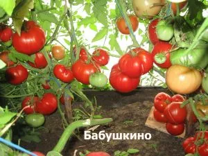 Насіння томатів від колекціонерів (насіння Лідії Ганзен) Насіння томатів від колекціонерів