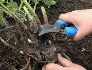 Секрети успішного вирощування язичник посадка і догляд в саду (саду) Секрети успішного вирощування язичник посадка і догляд в саду