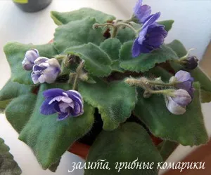 Сенполія (фіалка) - сорти, особливості догляду, розмноження, проблеми вирощування (фіалка) Сенполія (фіалка) - сорти, особливості догляду, розмноження, проблеми вирощування
