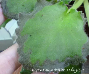 Сенполія (фіалка) - сорти, особливості догляду, розмноження, проблеми вирощування (сорту) Сенполія (фіалка) - сорти, особливості догляду, розмноження, проблеми вирощування