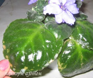Сенполія (фіалка) - сорти, особливості догляду, розмноження, проблеми вирощування (розмноження) Сенполія (фіалка) - сорти, особливості догляду, розмноження, проблеми вирощування