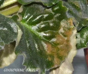 Сенполія (фіалка) - сорти, особливості догляду, розмноження, проблеми вирощування (вирощування) Сенполія (фіалка) - сорти, особливості догляду, розмноження, проблеми вирощування
