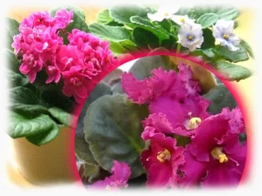 Сенполія (узамбарская фіалка) догляд в домашніх умовах з фото (сенполія) Сенполія (узамбарская фіалка) догляд в домашніх умовах з фото