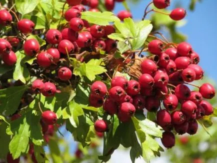 Серцева недостатність симптоми, лікування народними засобами