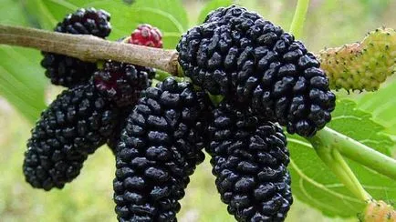 Шовковиця чорна і біла шкода, користь, вирощування, догляд (біла) Шовковиця чорна і біла шкода, користь, вирощування, догляд