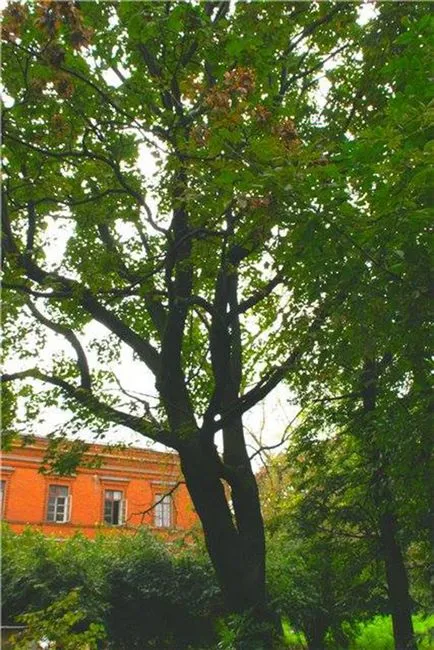 Сергій Єсенін «ніколи з собою я не полажу» (собою) Сергій Єсенін «ніколи з собою я не полажу»