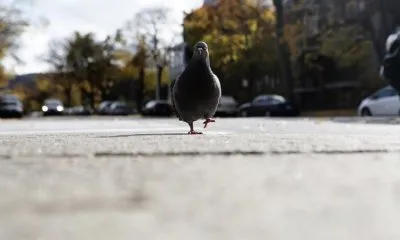 Штраф за їзду по тротуару поняття тротуар, боротьба з хамством, оскарження, чи можна їздити по (чи можна їздити по тротуару) Штраф за їзду по тротуару поняття тротуар, боротьба з хамством, оскарження, чи можна їздити по