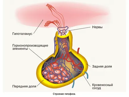 Симптоми порушення функції гіпофіза (гормони гіпофіза.) Симптоми порушення функції гіпофіза