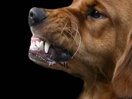 Симптоми сказу у собак, ознаки та як визначити прояв хвороби, який інкубаційний період (сказу) Симптоми сказу у собак, ознаки та як визначити прояв хвороби, який інкубаційний період