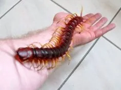 сколопендри укус