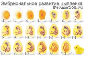 Скільки яєць можна підкласти під курку - розведення домашньої птиці -if () - endif - каталог статей
