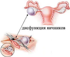 Скільки тривають перші місячні у дівчаток і цикл у дівчат після пологів