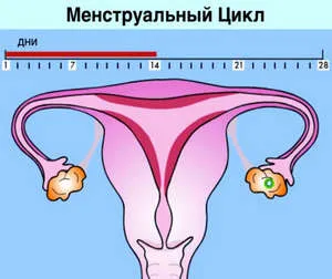 Скільки тривають перші місячні у дівчаток і цикл у дівчат після пологів