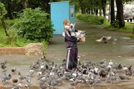 Скільки живуть голуби тривалість життя в місті і будинки (живуть) Скільки живуть голуби тривалість життя в місті і будинки