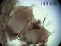Смирнов а