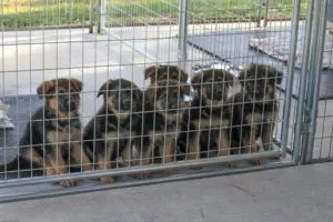 Зміст цуценя німецької вівчарки на вулиці (вулиці) Зміст цуценя німецької вівчарки на вулиці