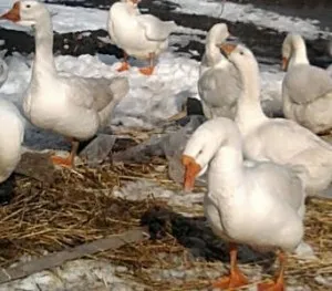 Зміст гусей шістсот рад
