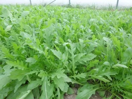 Сорти руколи опис фото, вирощування і догляд (вегетації становить всього) Сорти руколи опис фото, вирощування і догляд