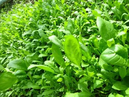 Сорти руколи опис фото, вирощування і догляд (сорти) Сорти руколи опис фото, вирощування і догляд
