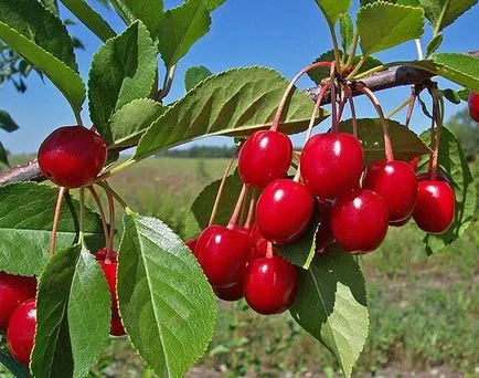 Поради з вирощування фруктових дерев, ділимося порадами (дерев) Поради з вирощування фруктових дерев, ділимося порадами