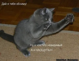 Здібності кішки, світ жінки