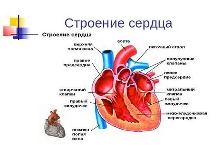 Стеноз аортального клапана симптоми, лікування (стенозу аортального клапана) Стеноз аортального клапана симптоми, лікування