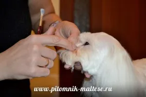 Стрижем мальтезе самі, розплідник мальтезе - vart royal escort (мальтезе) Стрижем мальтезе самі, розплідник мальтезе - vart royal escort