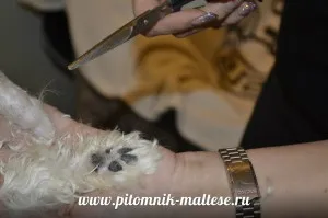 Стрижем мальтезе самі, розплідник мальтезе - vart royal escort (мальтезе) Стрижем мальтезе самі, розплідник мальтезе - vart royal escort