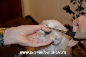 Стрижем мальтезе самі, розплідник мальтезе - vart royal escort (стрижемо) Стрижем мальтезе самі, розплідник мальтезе - vart royal escort