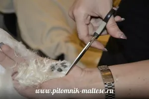 Стрижем мальтезе самі, розплідник мальтезе - vart royal escort (vart) Стрижем мальтезе самі, розплідник мальтезе - vart royal escort