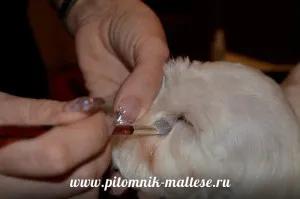 Стрижем мальтезе самі, розплідник мальтезе - vart royal escort (самі) Стрижем мальтезе самі, розплідник мальтезе - vart royal escort