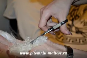 Стрижем мальтезе самі, розплідник мальтезе - vart royal escort (vart) Стрижем мальтезе самі, розплідник мальтезе - vart royal escort