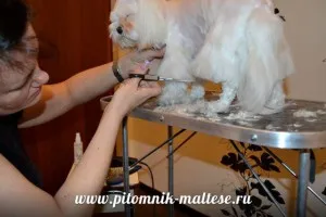 Стрижем мальтезе самі, розплідник мальтезе - vart royal escort (самі) Стрижем мальтезе самі, розплідник мальтезе - vart royal escort