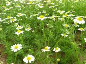 Стоматит при вагітності як і чим лікувати (вагітності) Стоматит при вагітності як і чим лікувати