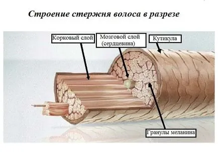 Будова волосся відповіді на питання (волосся) Будова волосся відповіді на питання
