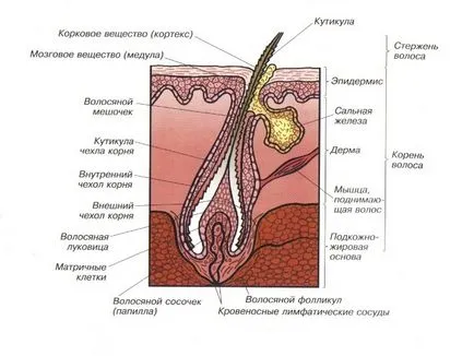 Будова волосся відповіді на питання (судити збільшеним фото) Будова волосся відповіді на питання