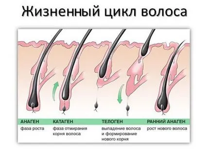 Будова волосся відповіді на питання (можна судити збільшеним фото) Будова волосся відповіді на питання