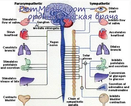Структура периферичного нервів (інфекції центральної нервової системи) Структура периферичного нервів
