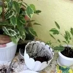 Фікус - догляд в домашніх умовах або як правильно вирощувати рослину