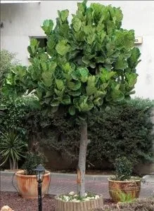 Фікус ліровидний (ficus lyrata) догляд, розмноження і пересадка