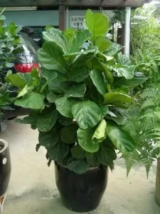 Фікус ліровидний (ficus lyrata) догляд, розмноження і пересадка