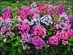 Флокси волотисті вирощування з насіння (насіння) Флокси волотисті вирощування з насіння
