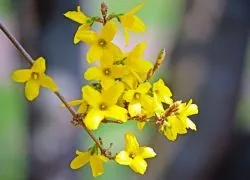 Форзиція - розмноження живцями навесні (навесні) Форзиція - розмноження живцями навесні