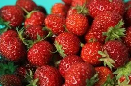 Фінська полуниця де, за скільки і яка смачніше (де купити дешевше) Фінська полуниця де, за скільки і яка смачніше