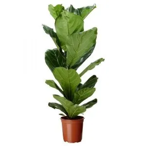 Фікус ліровидний (ficus lyrata) догляд, розмноження і пересадка
